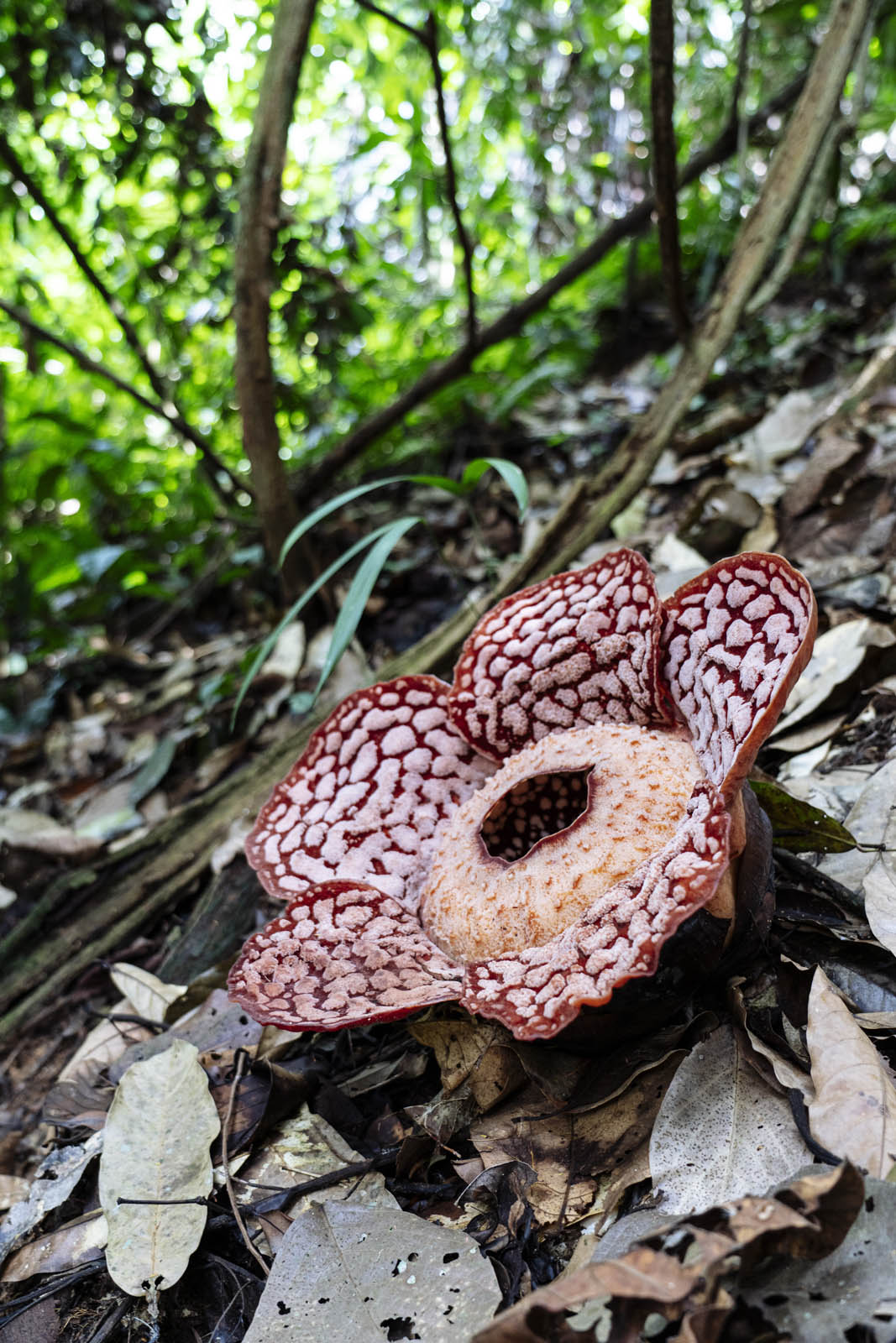 Rafflesia in bloom. Photo by Teoh Eng Hooi.